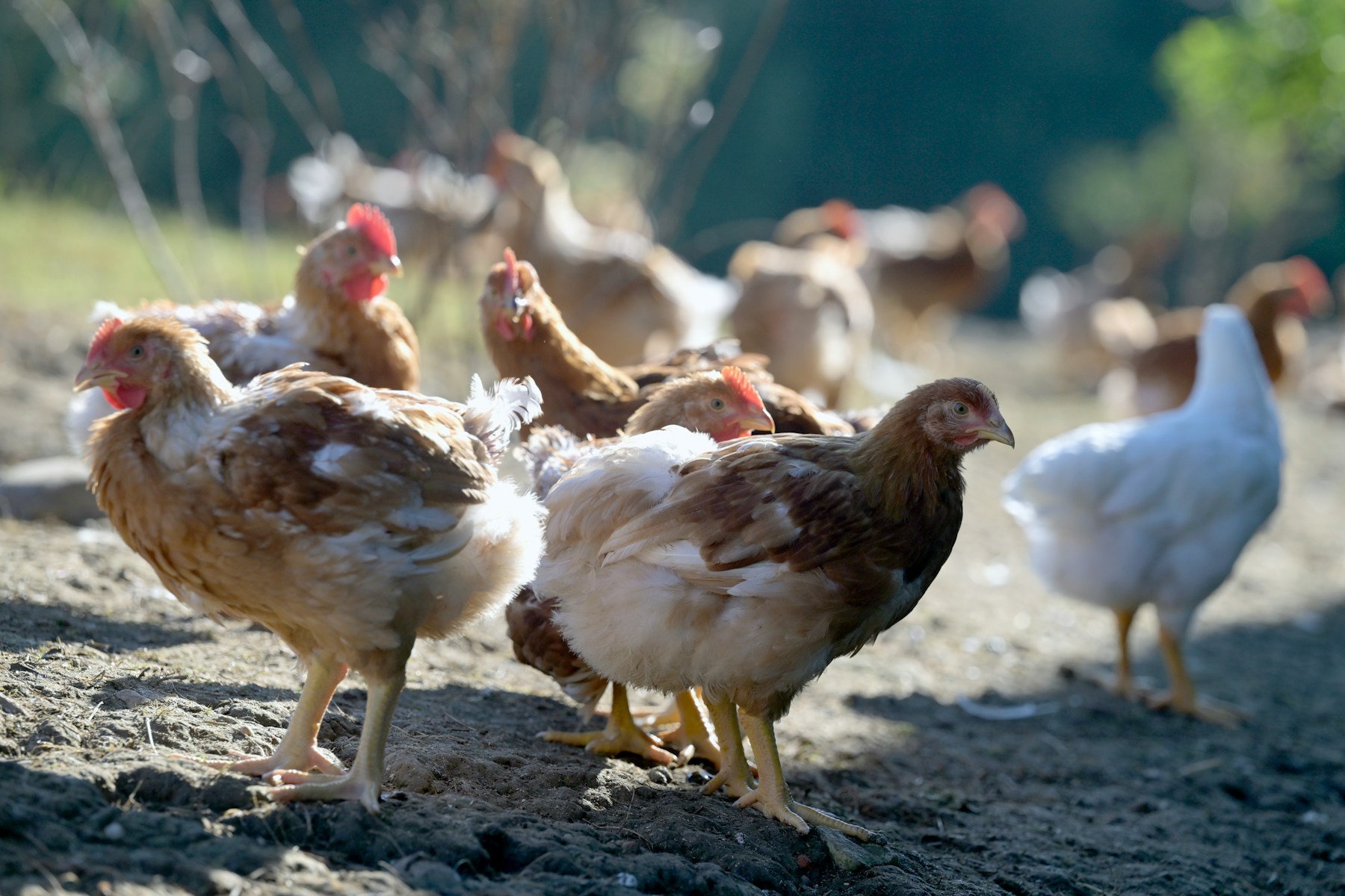 Poultry and livestock supply chain