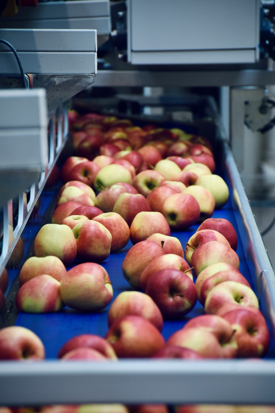Fruit processing line for tropical food supply